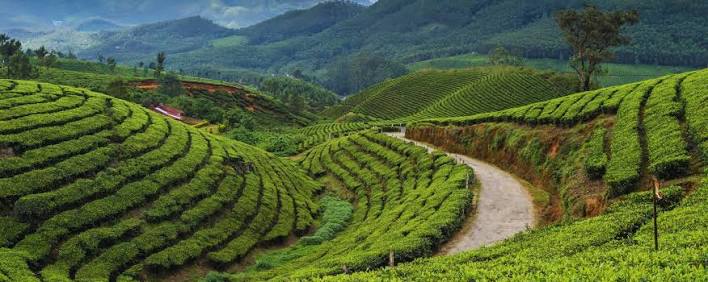 Munnar travel guide Kerala